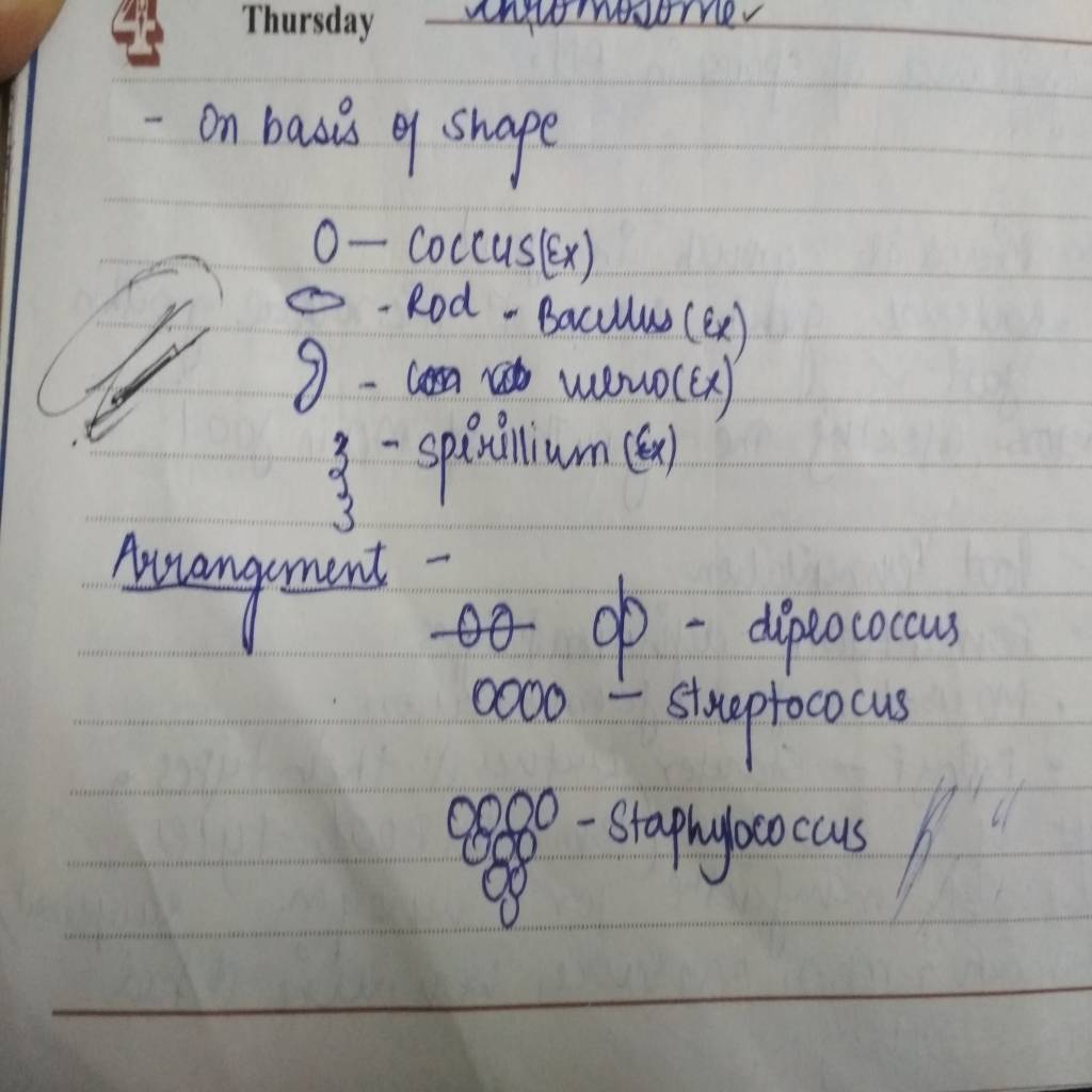 Structure of bacteria and classes-15634353985351475968231.jpg